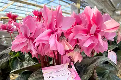 シクラメン栽培品種の紹介